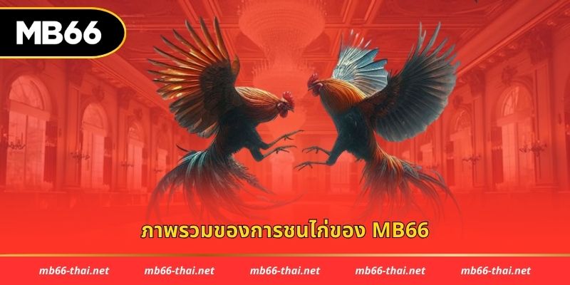 ภาพรวมของการชนไก่ของ mb66